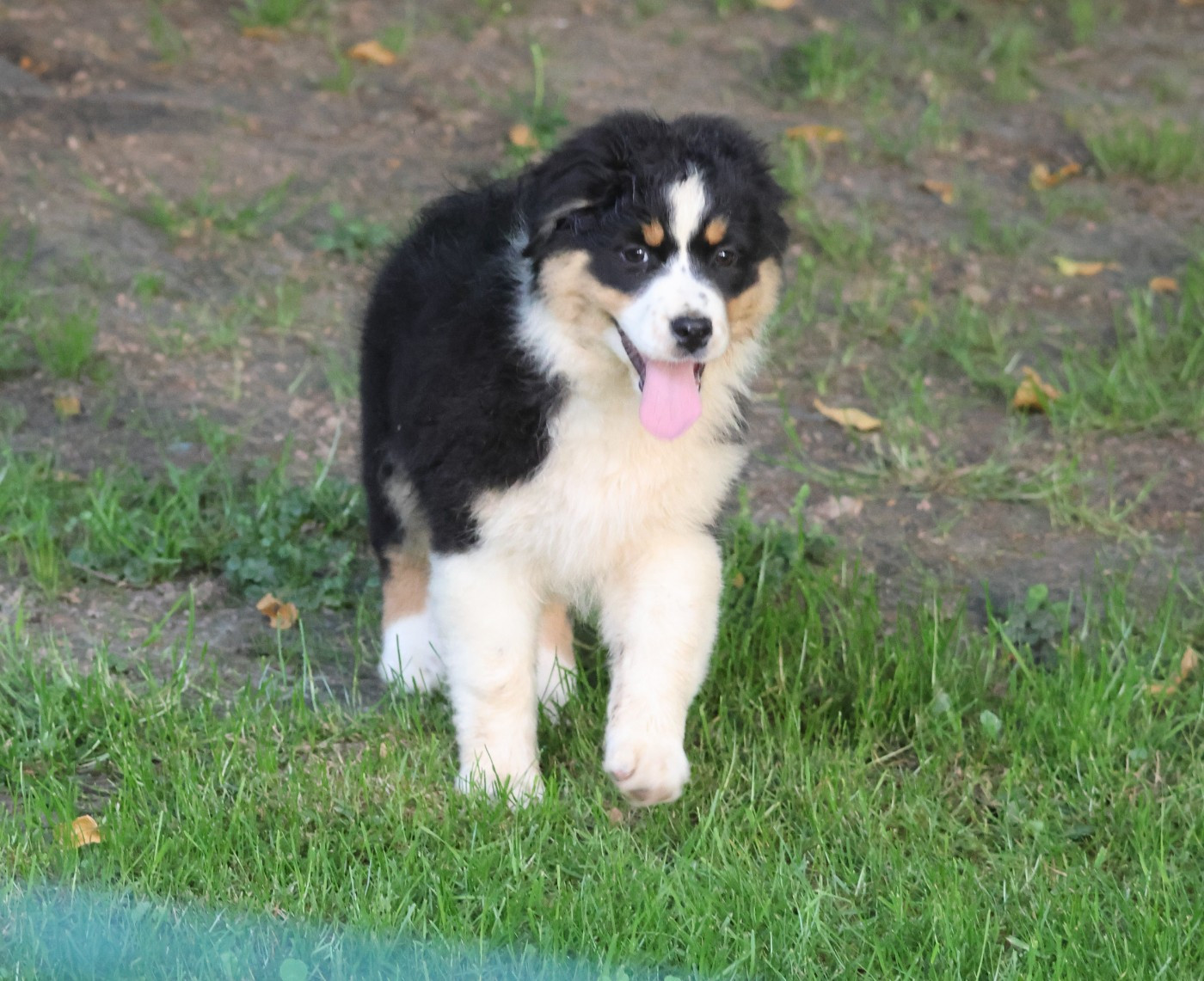 des Gardiens d'Hadès - Chiots disponibles - Berger Australien