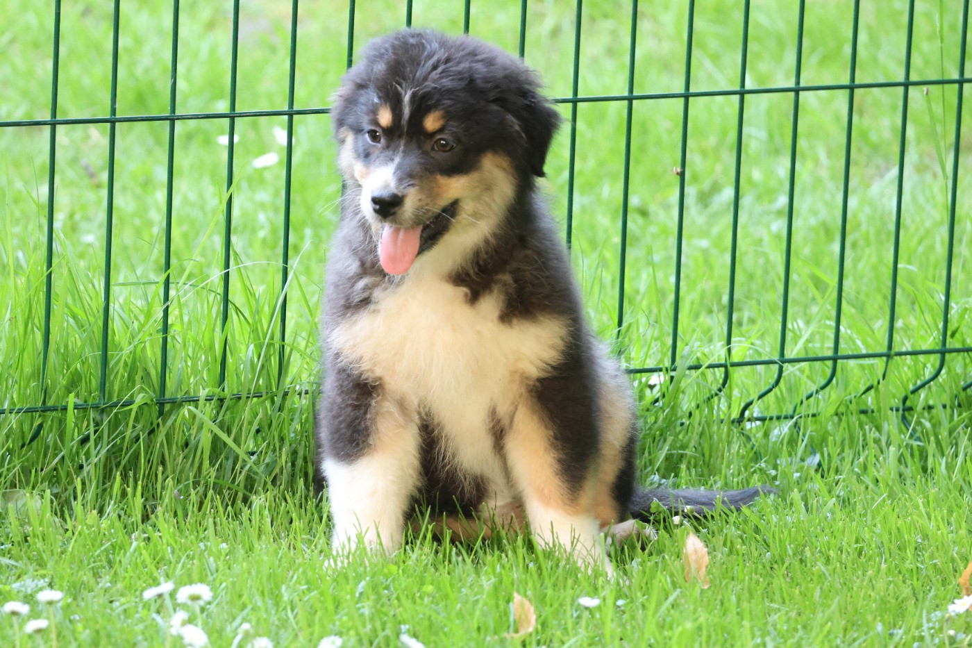 des Gardiens d'Hadès - Chiots disponibles - Berger Australien