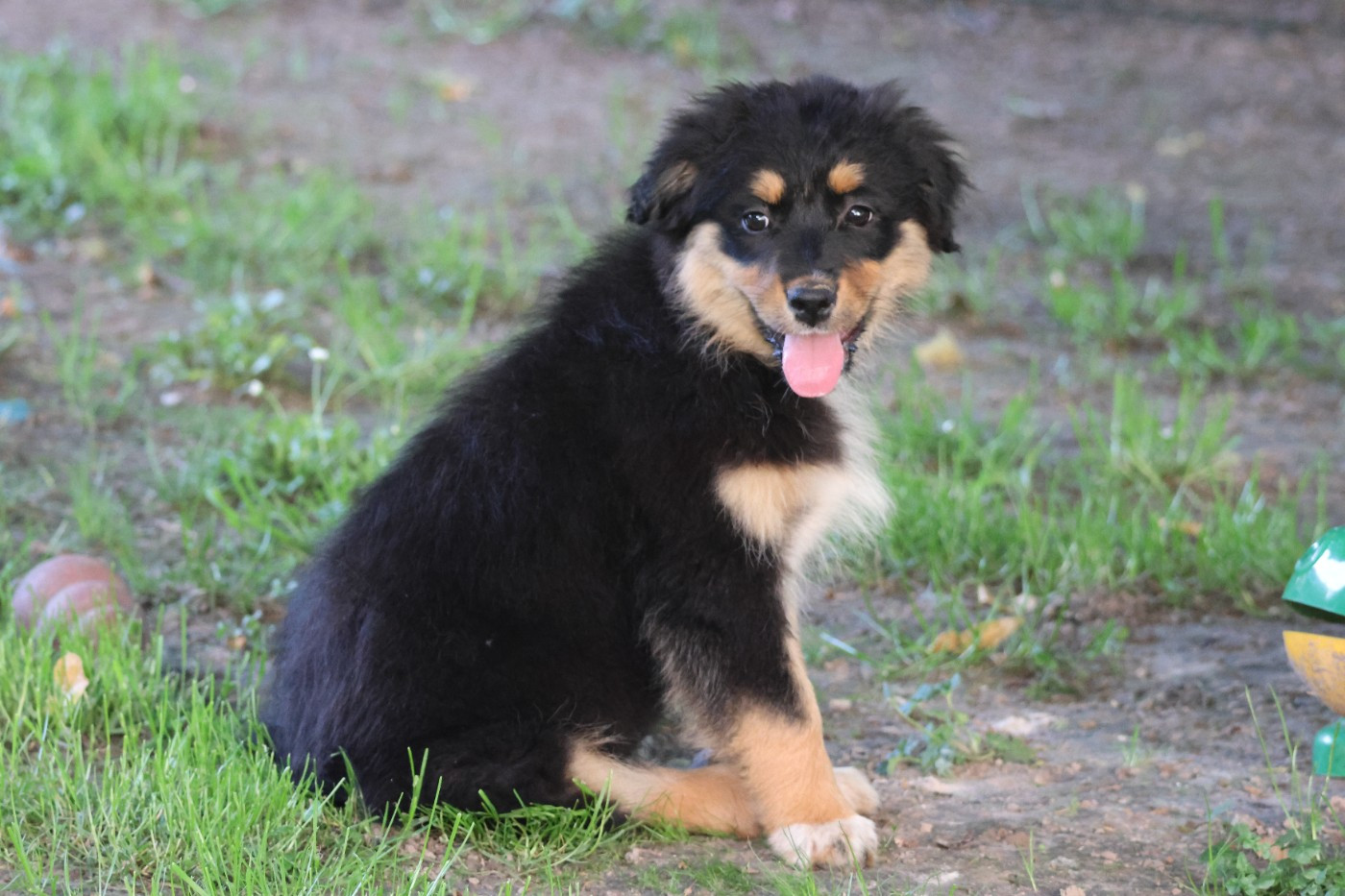 des Gardiens d'Hadès - Chiots disponibles - Berger Australien