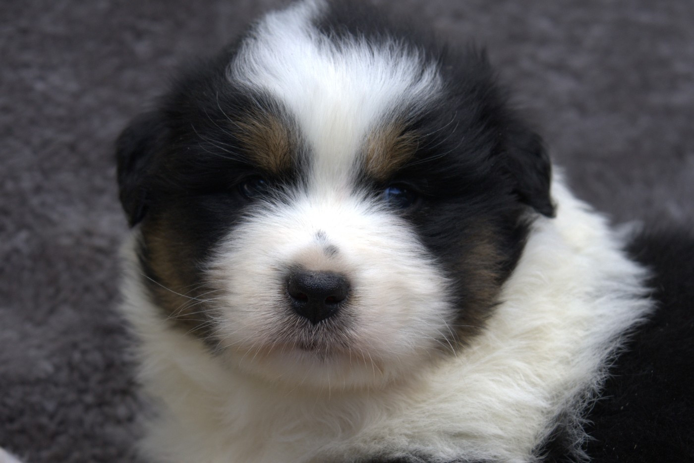 des Gardiens d'Hadès - Chiots disponibles - Berger Australien