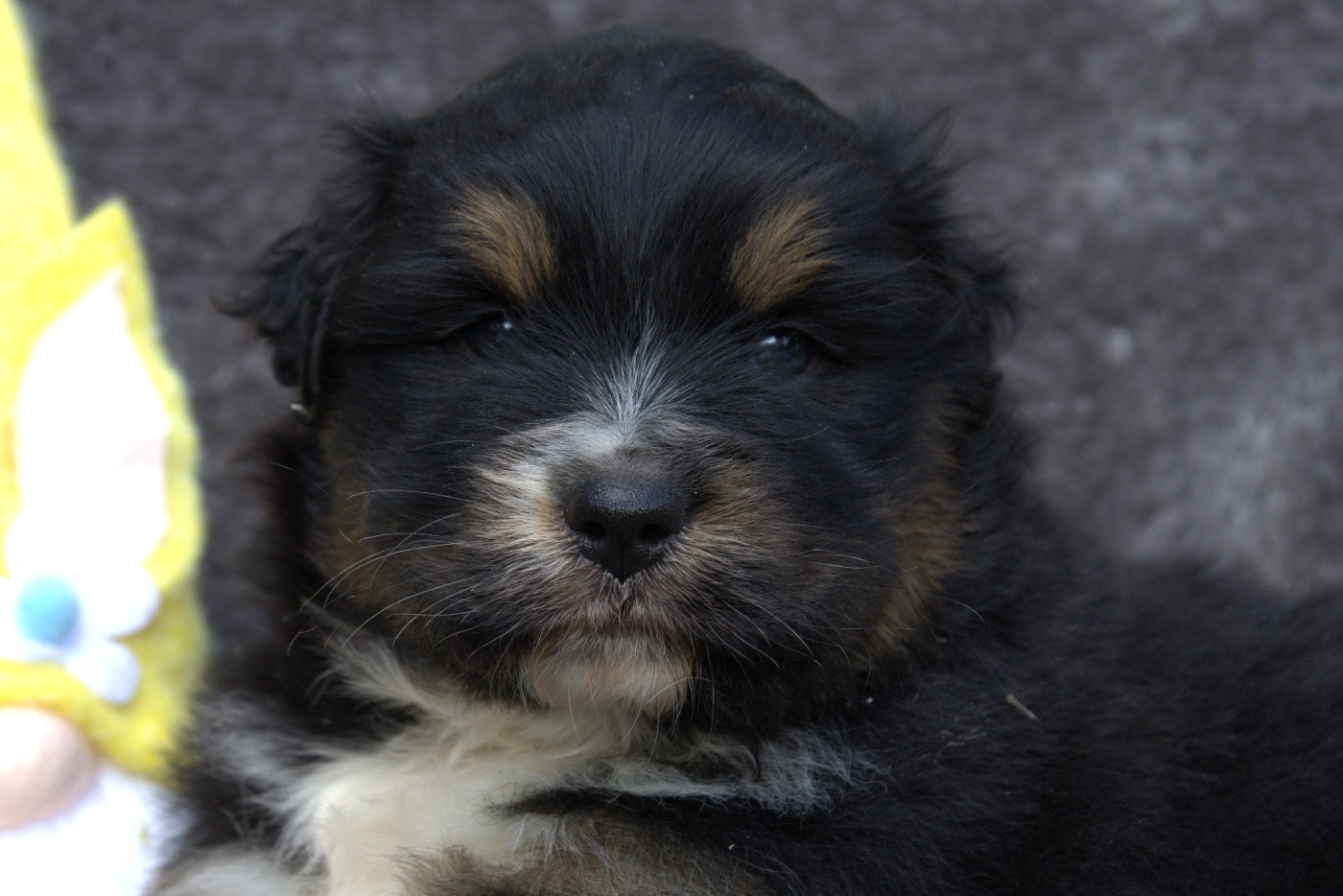 des Gardiens d'Hadès - Chiots disponibles - Berger Australien