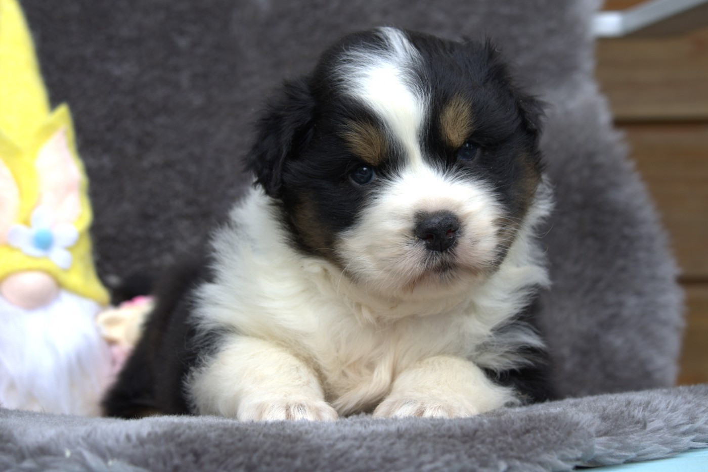 des Gardiens d'Hadès - Chiots disponibles - Berger Australien