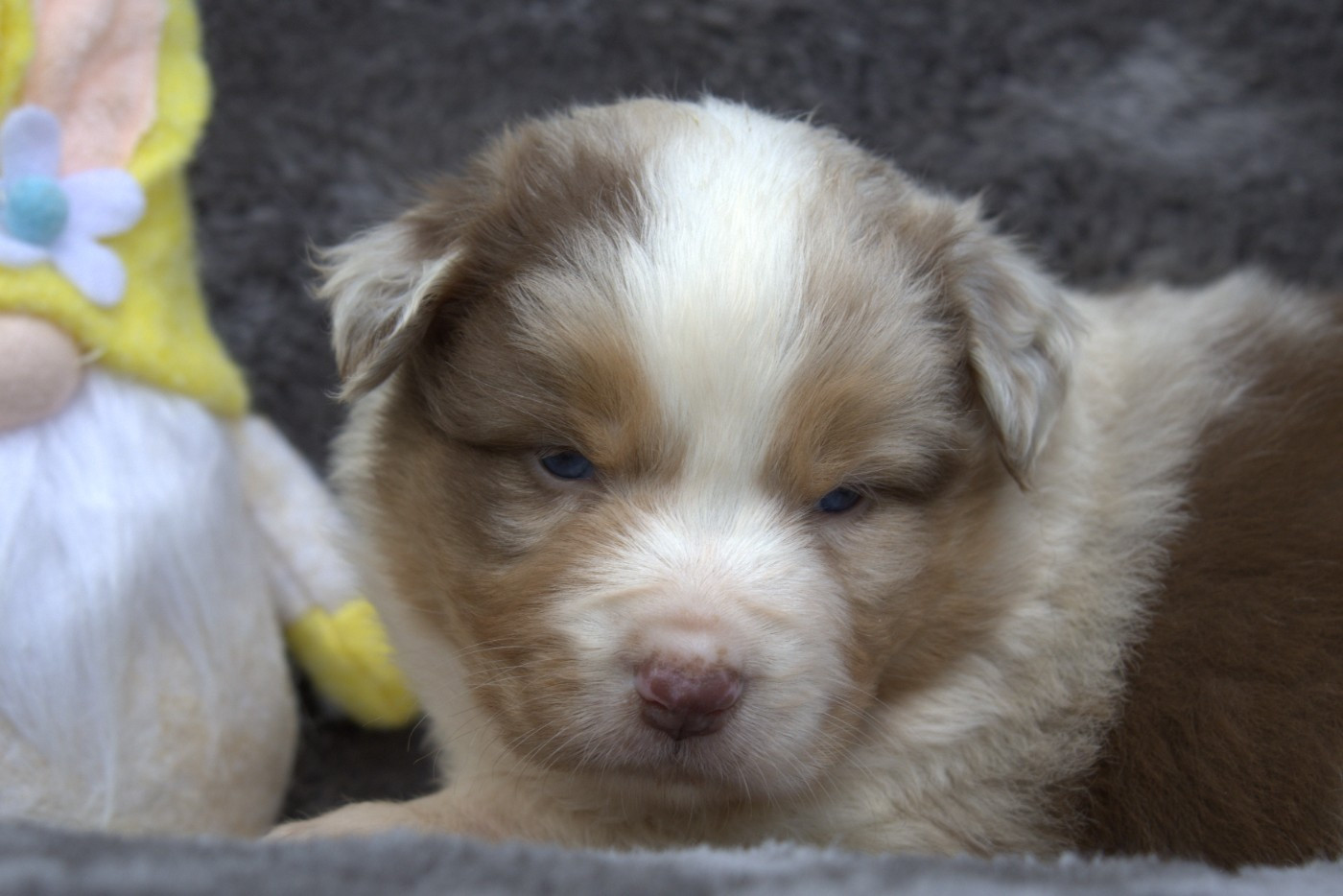 des Gardiens d'Hadès - Chiots disponibles - Berger Australien