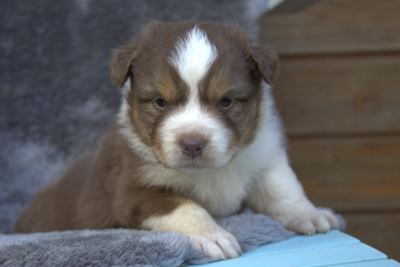 des Gardiens d'Hadès - Chiots disponibles - Berger Australien