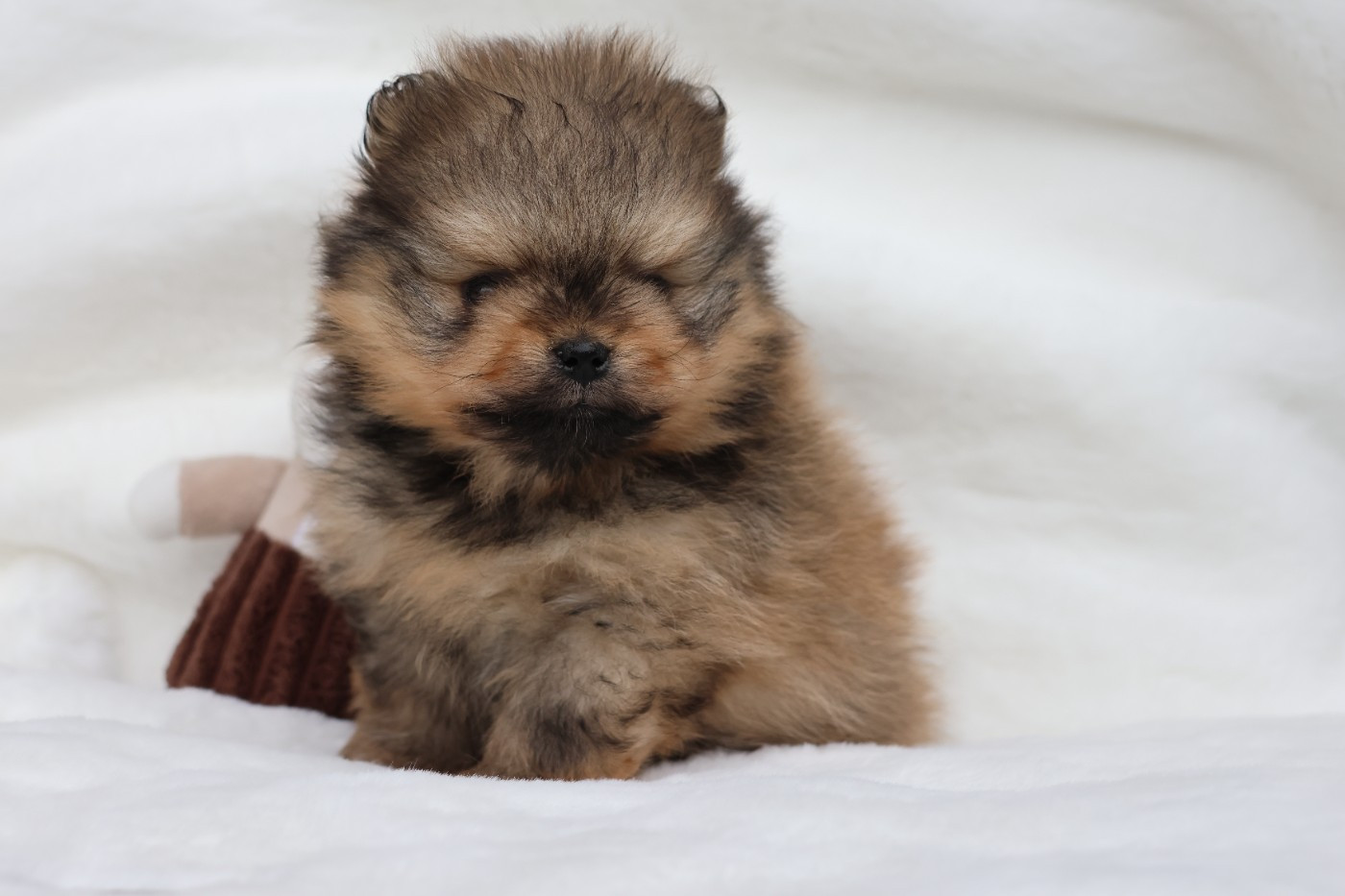 des Gardiens d'Hadès - Chiots disponibles - Spitz allemand