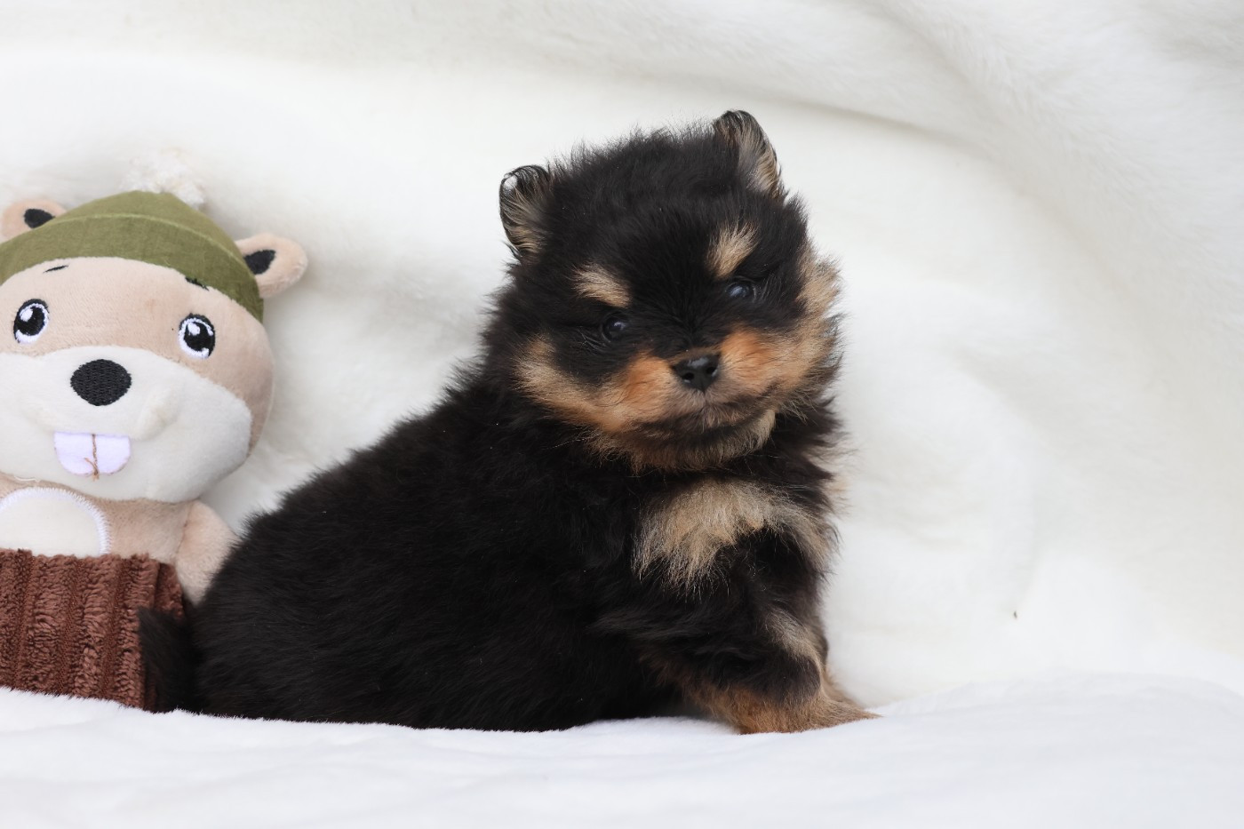 des Gardiens d'Hadès - Chiots disponibles - Spitz allemand