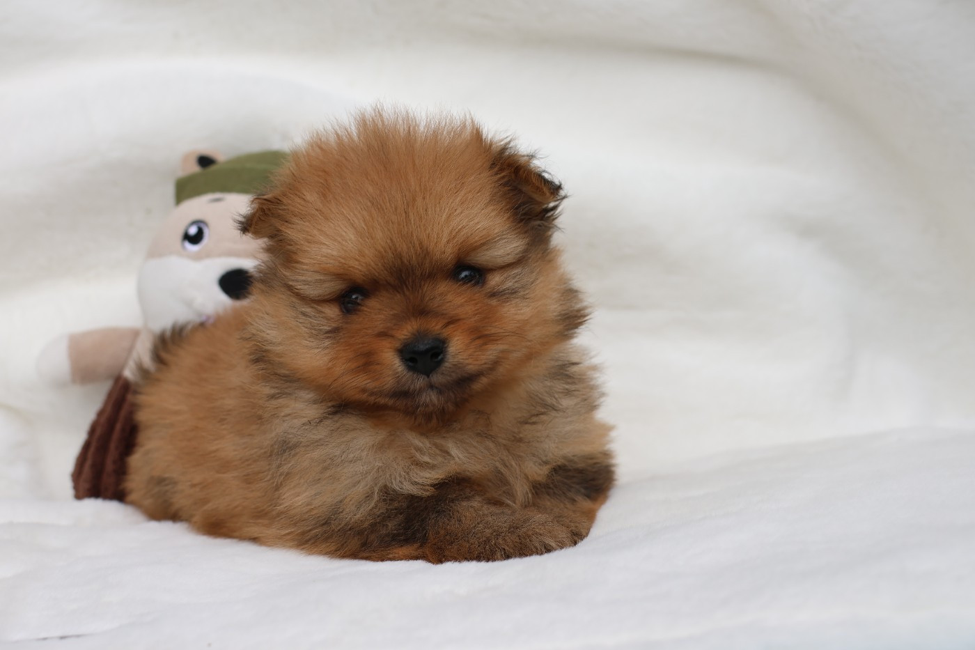 des Gardiens d'Hadès - Chiots disponibles - Spitz allemand