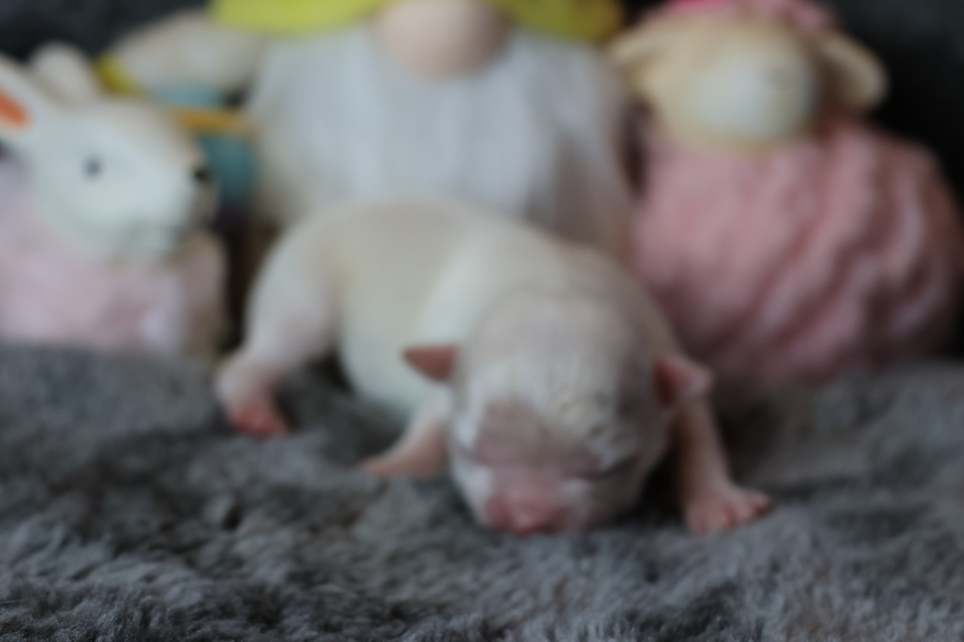 des Gardiens d'Hadès - Chiots disponibles - Chihuahua