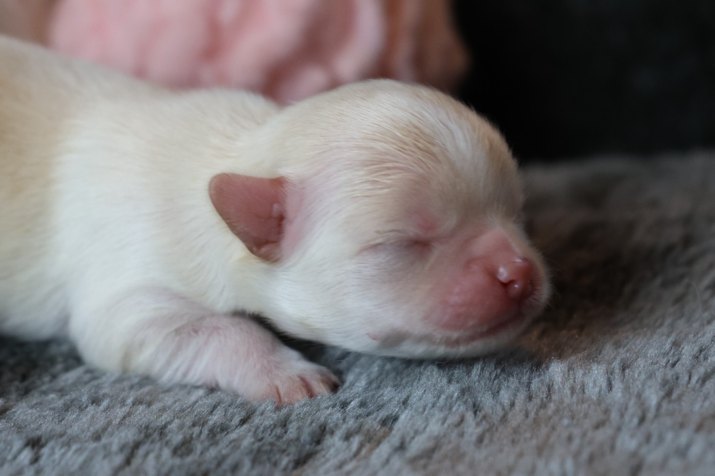 des Gardiens d'Hadès - Chiots disponibles - Chihuahua