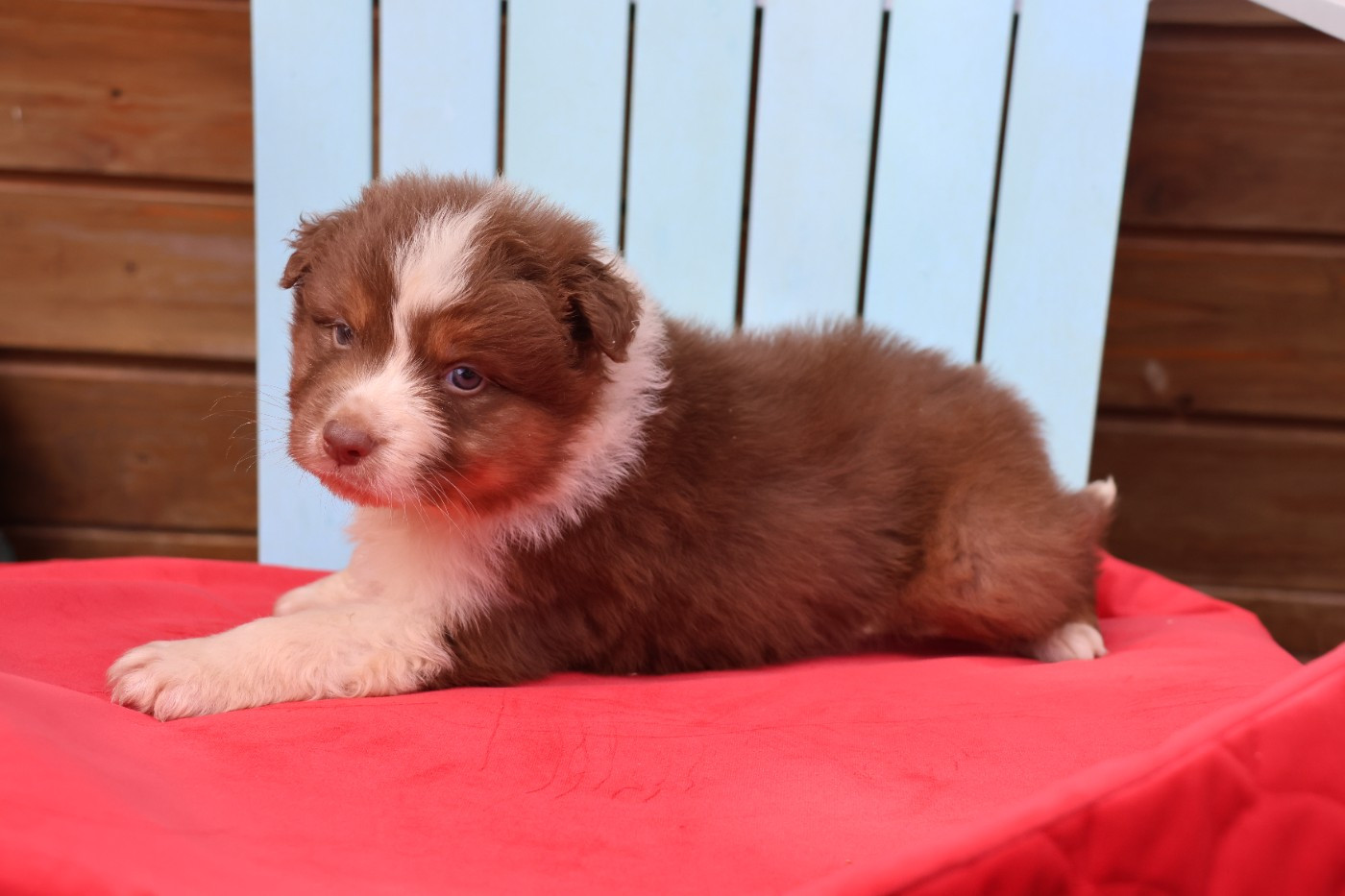 des Gardiens d'Hadès - Chiots disponibles - Berger Australien
