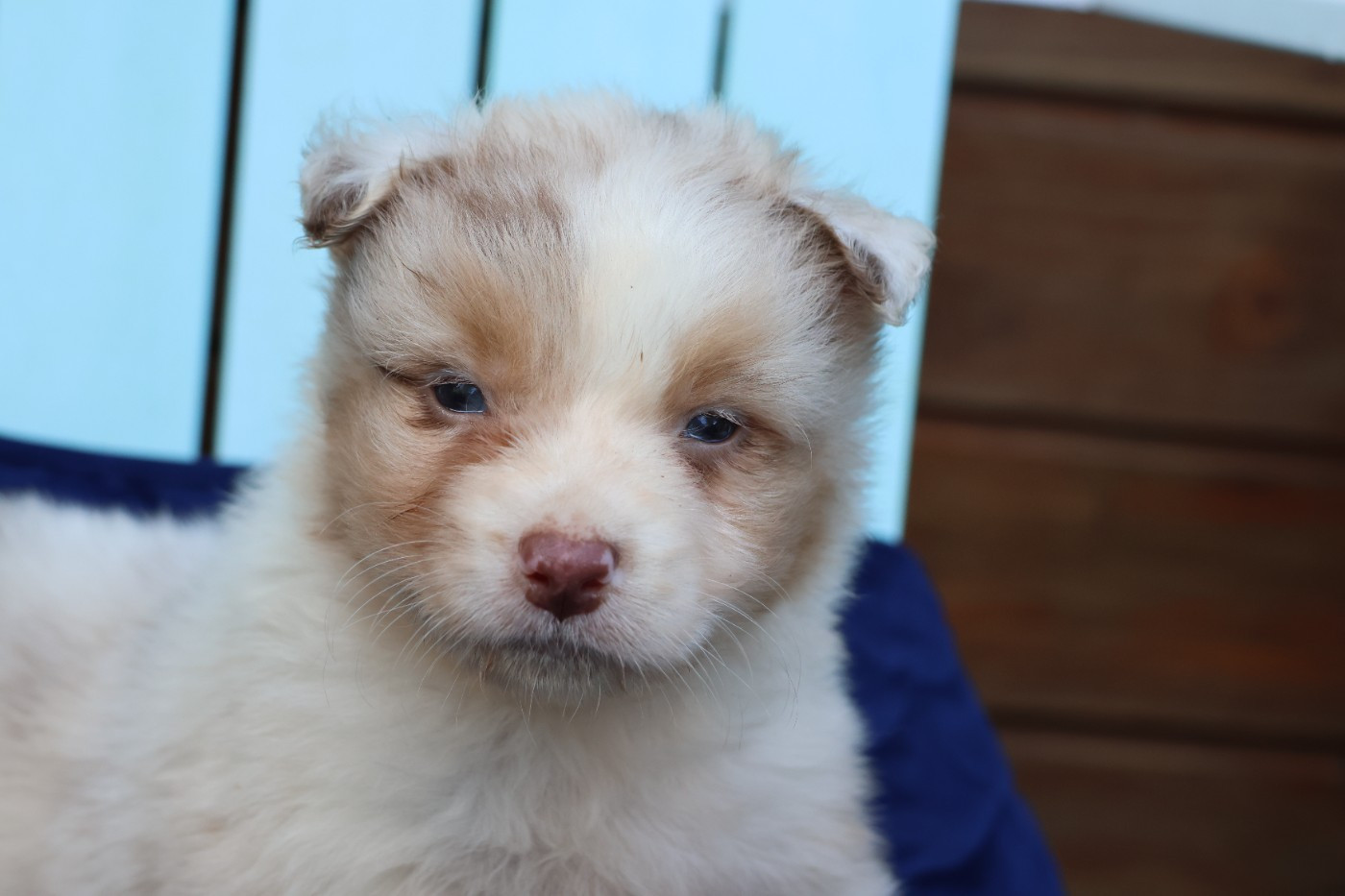 des Gardiens d'Hadès - Chiots disponibles - Berger Australien