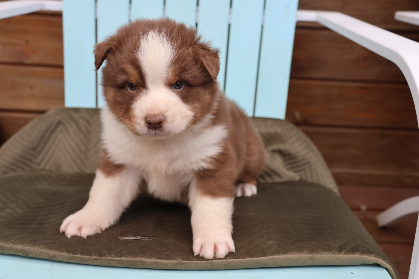 des Gardiens d'Hadès - Chiots disponibles - Berger Australien