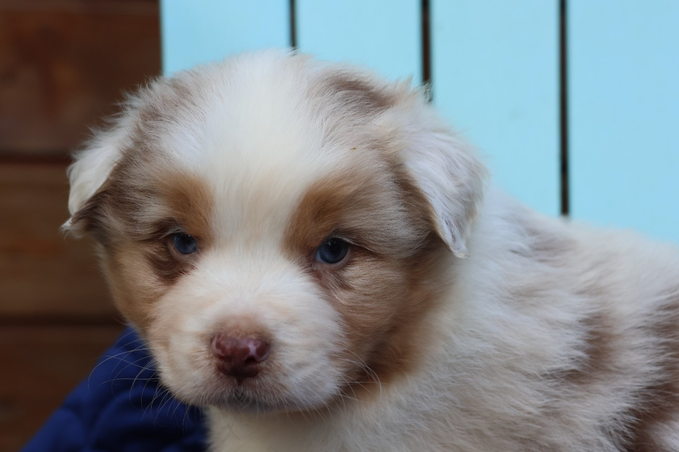 des Gardiens d'Hadès - Chiots disponibles - Berger Australien