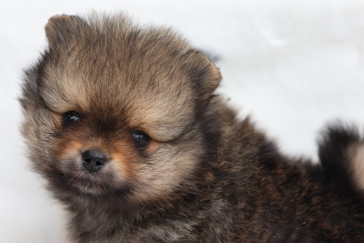 des Gardiens d'Hadès - Chiots disponibles - Spitz allemand