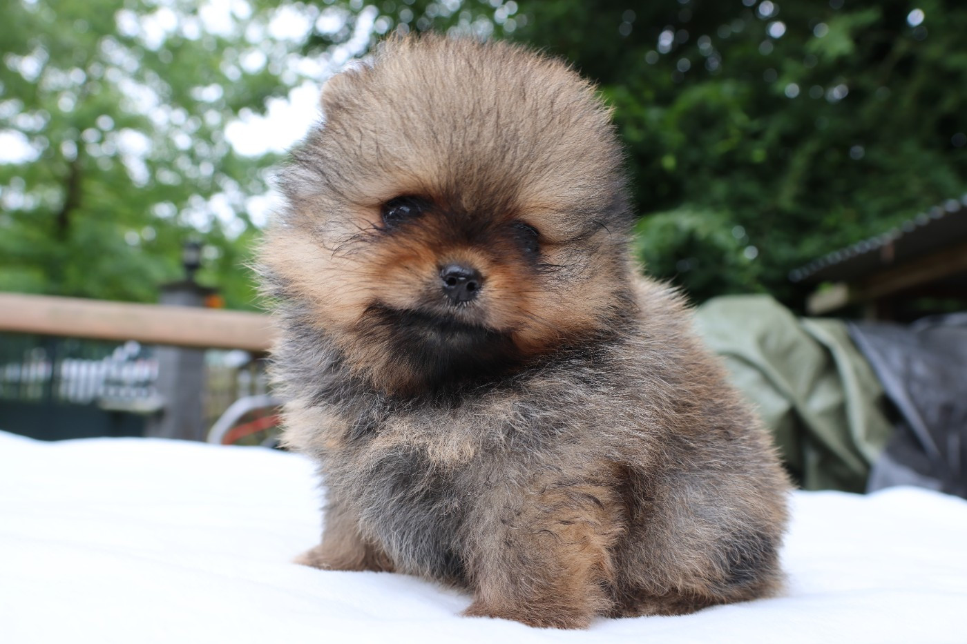 des Gardiens d'Hadès - Chiots disponibles - Spitz allemand
