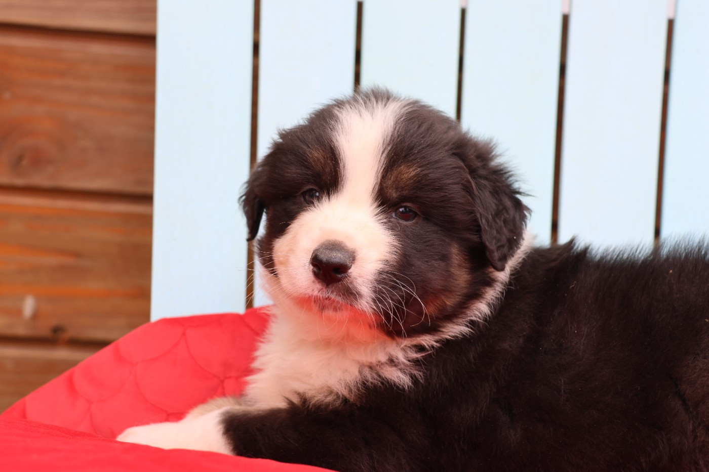 des Gardiens d'Hadès - Chiots disponibles - Berger Australien