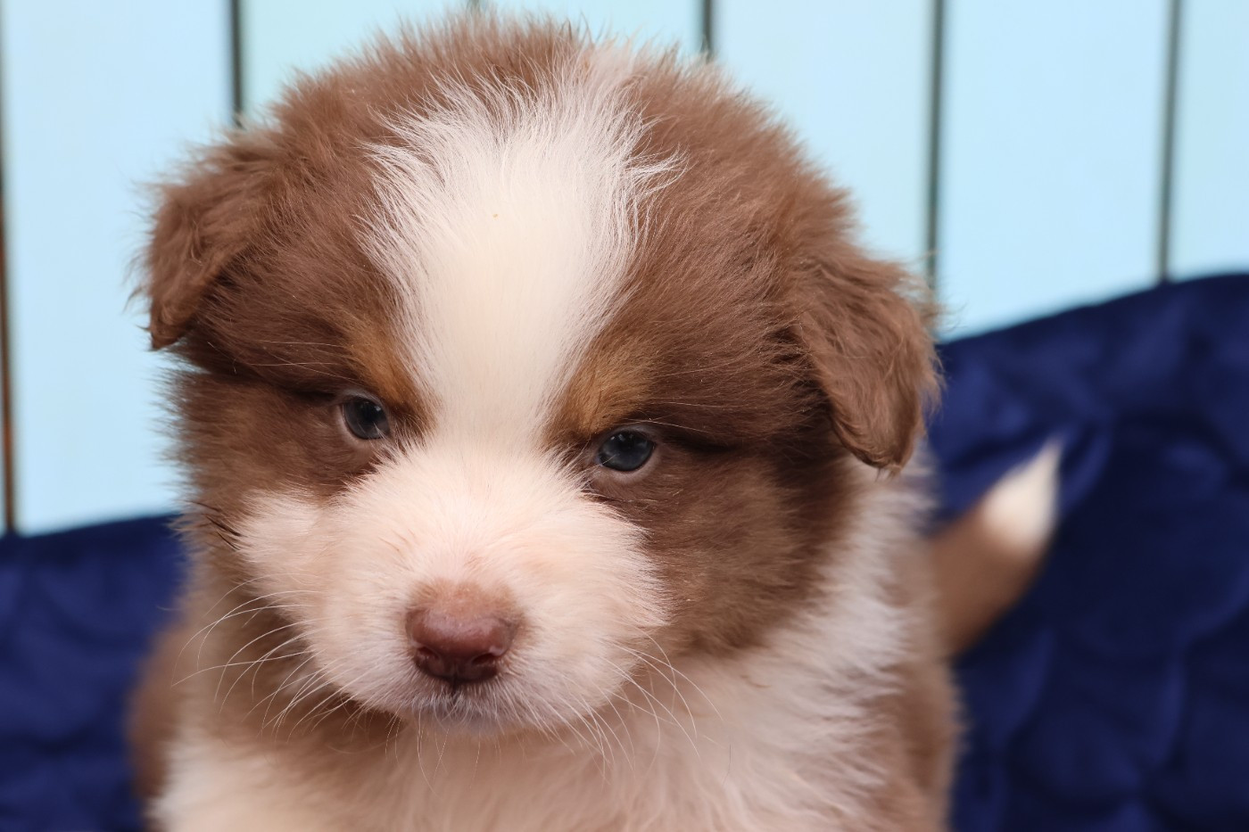 des Gardiens d'Hadès - Chiots disponibles - Berger Australien