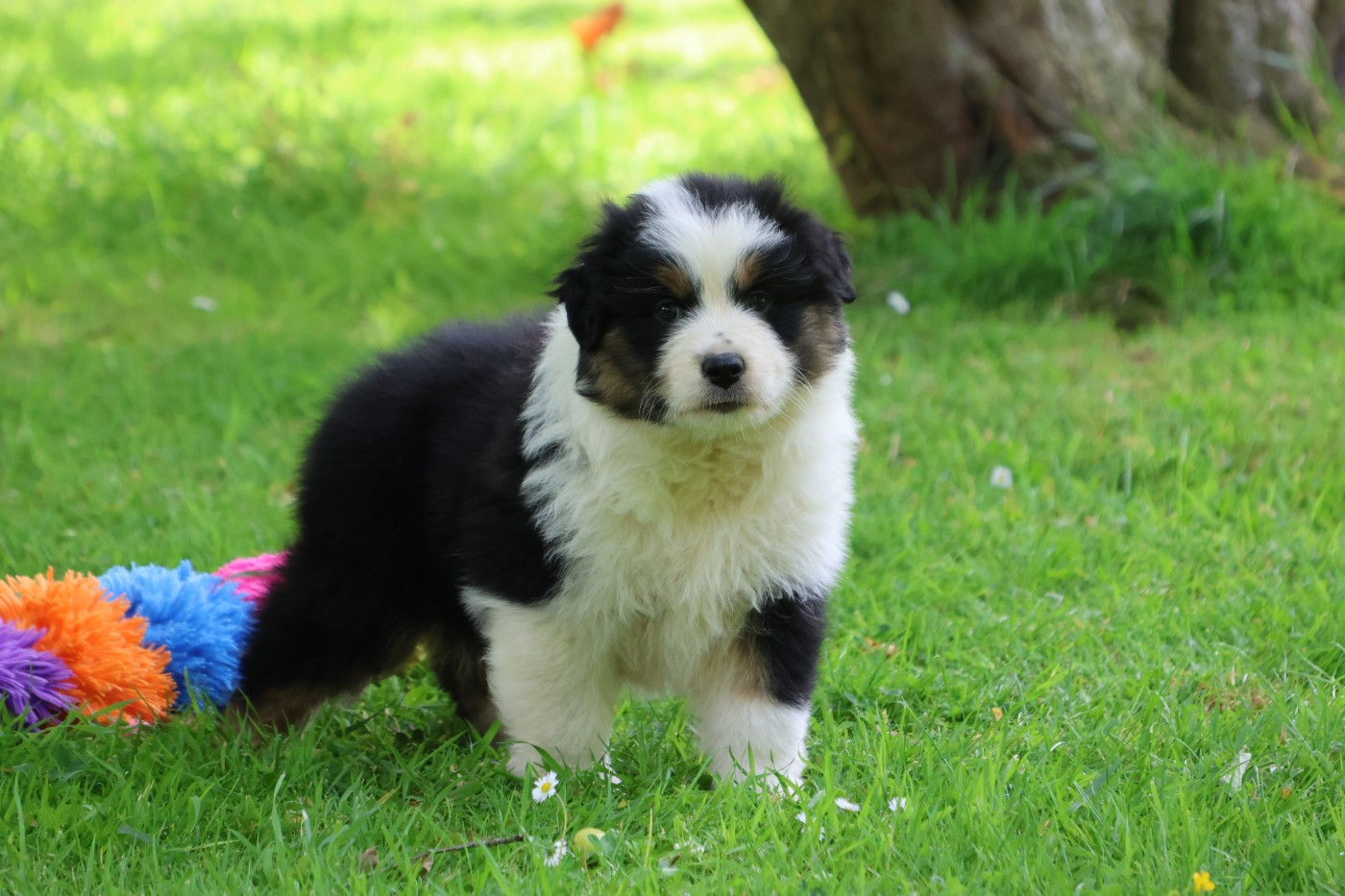 des Gardiens d'Hadès - Chiots disponibles - Berger Australien