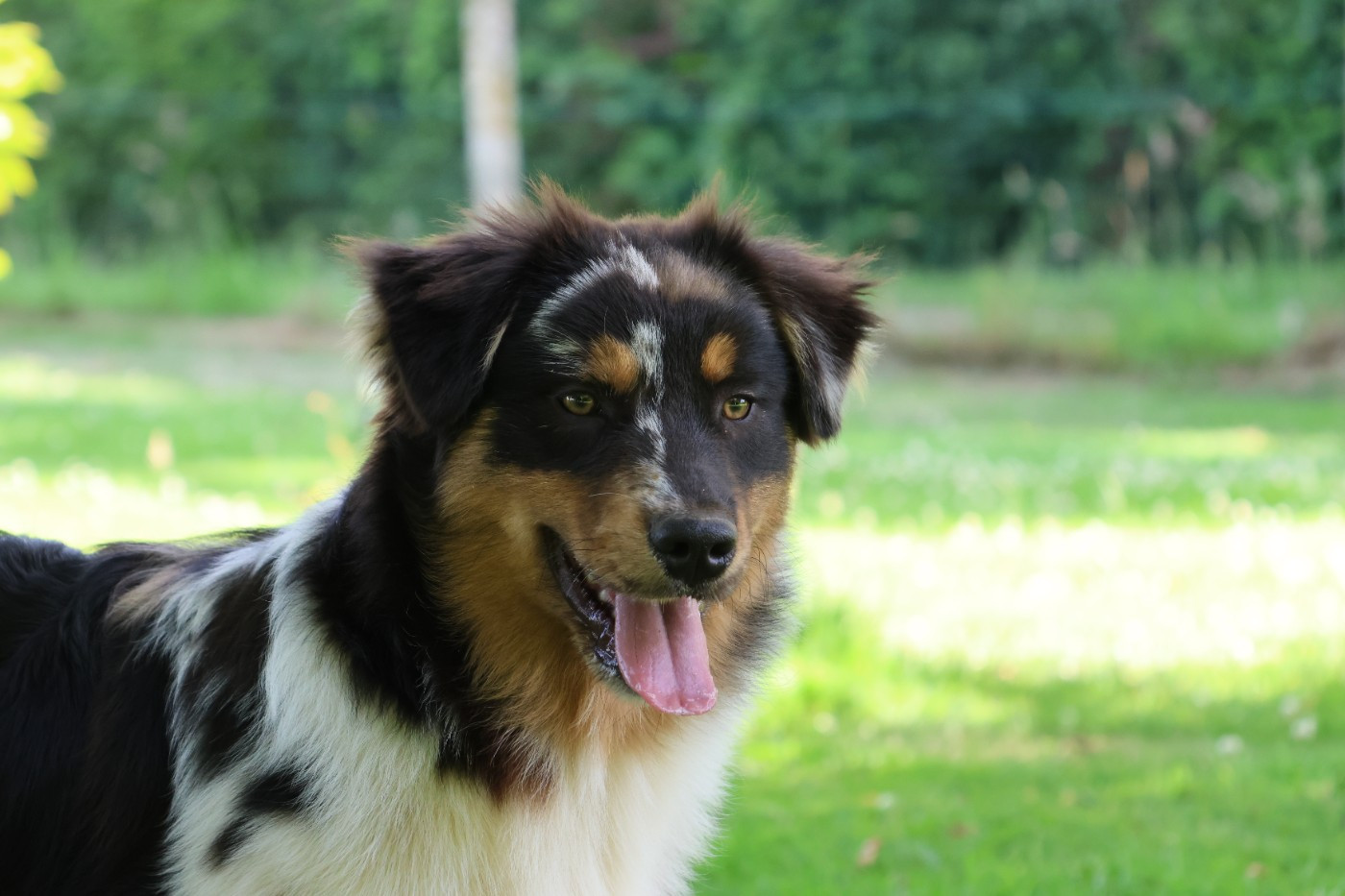 des Gardiens d'Hadès - Chiots disponibles - Berger Australien