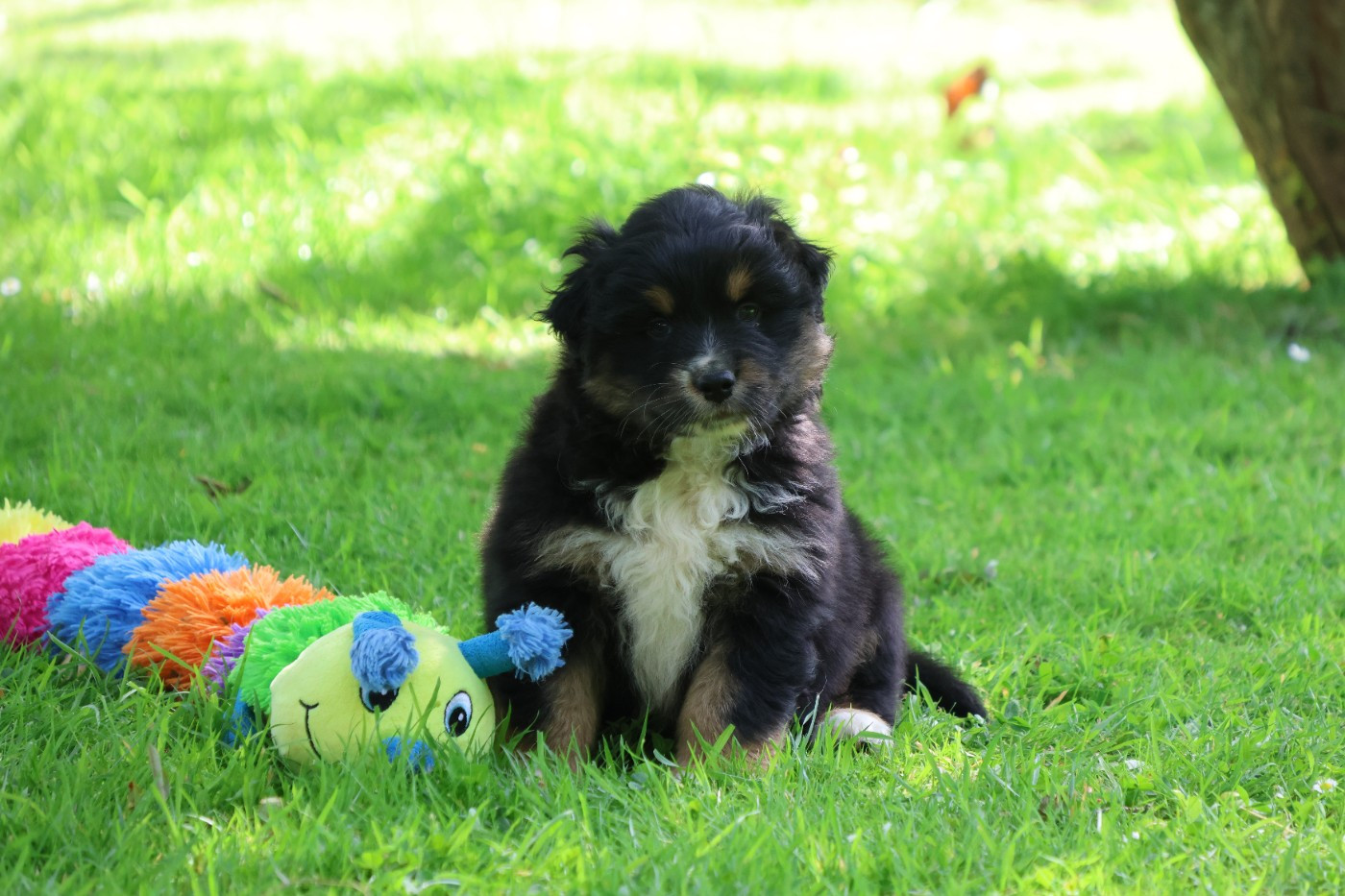 des Gardiens d'Hadès - Chiots disponibles - Berger Australien