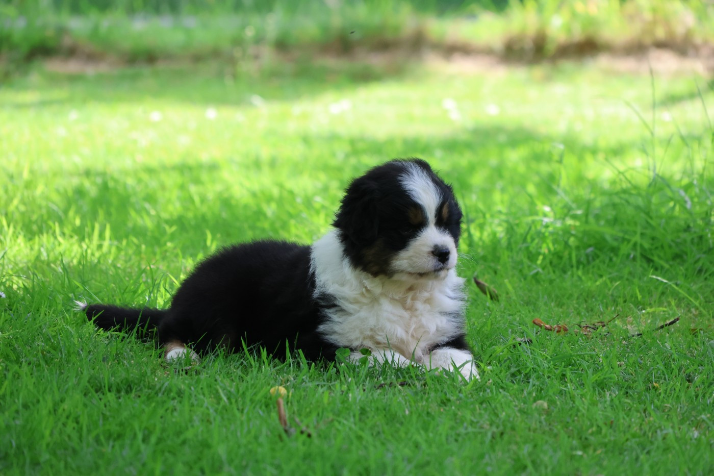 des Gardiens d'Hadès - Chiots disponibles - Berger Australien