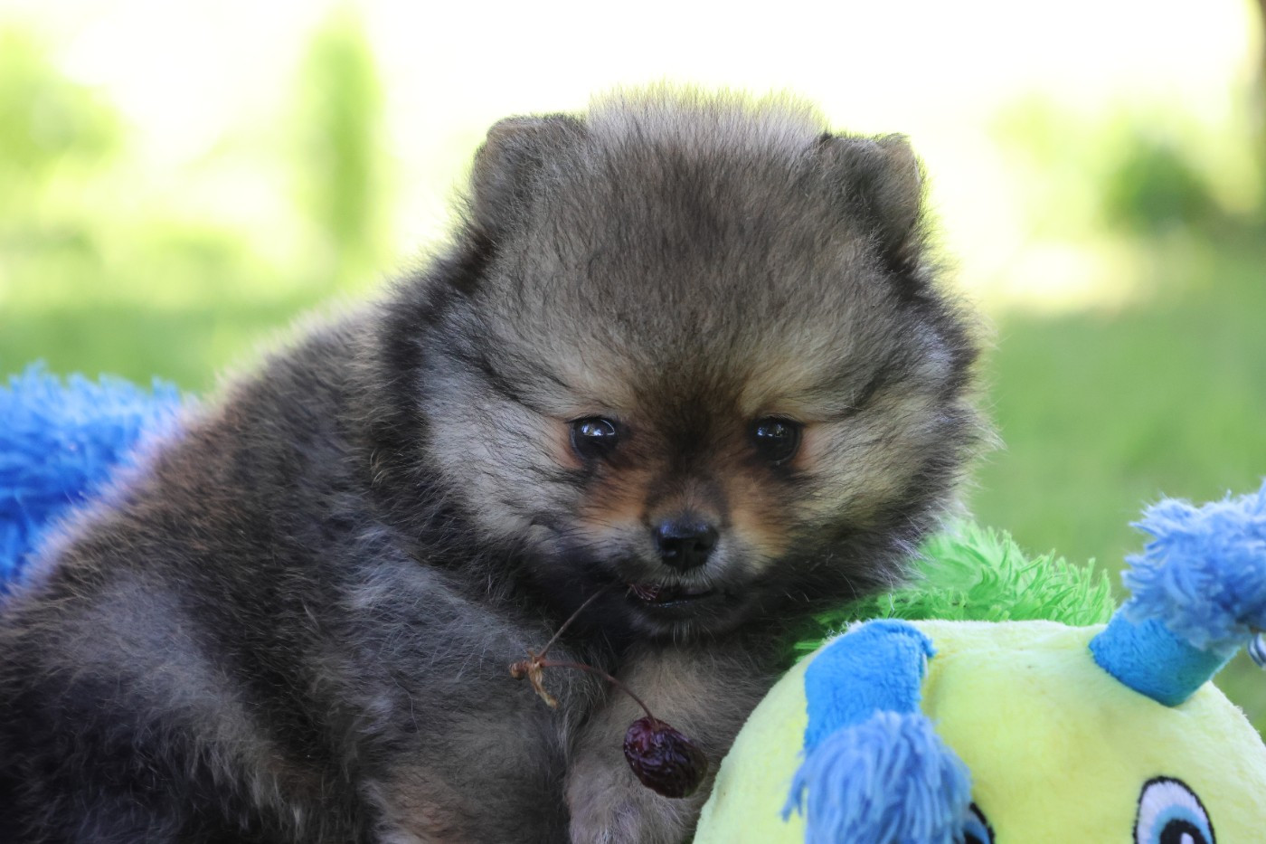 des Gardiens d'Hadès - Chiots disponibles - Spitz allemand