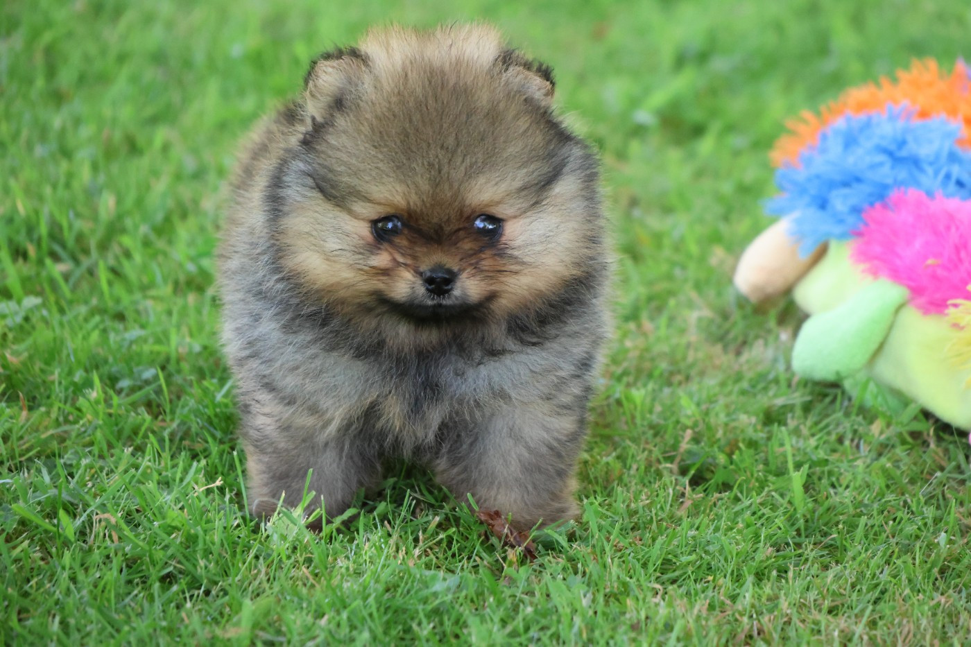 des Gardiens d'Hadès - Chiots disponibles - Spitz allemand