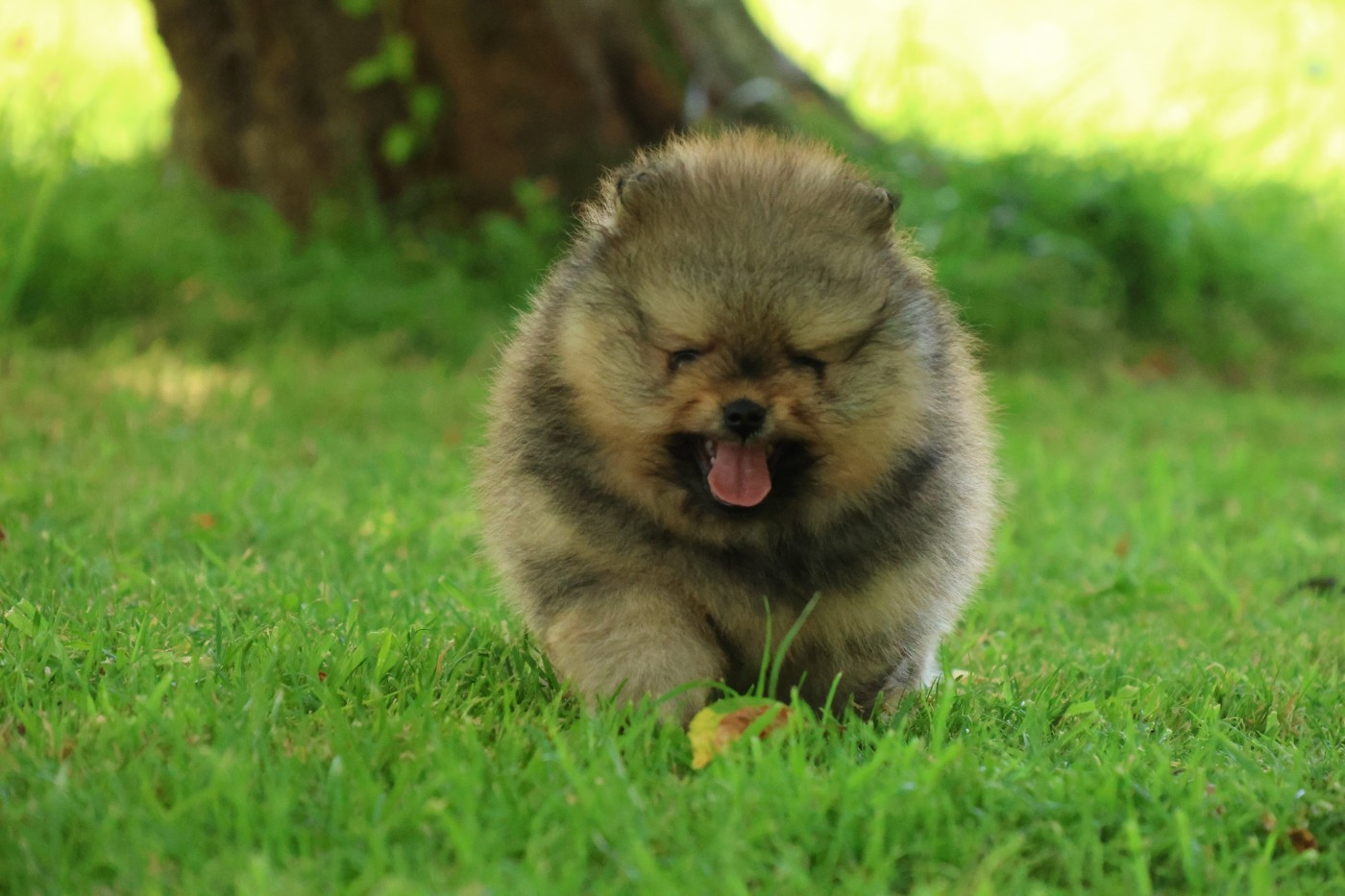 des Gardiens d'Hadès - Chiots disponibles - Spitz allemand