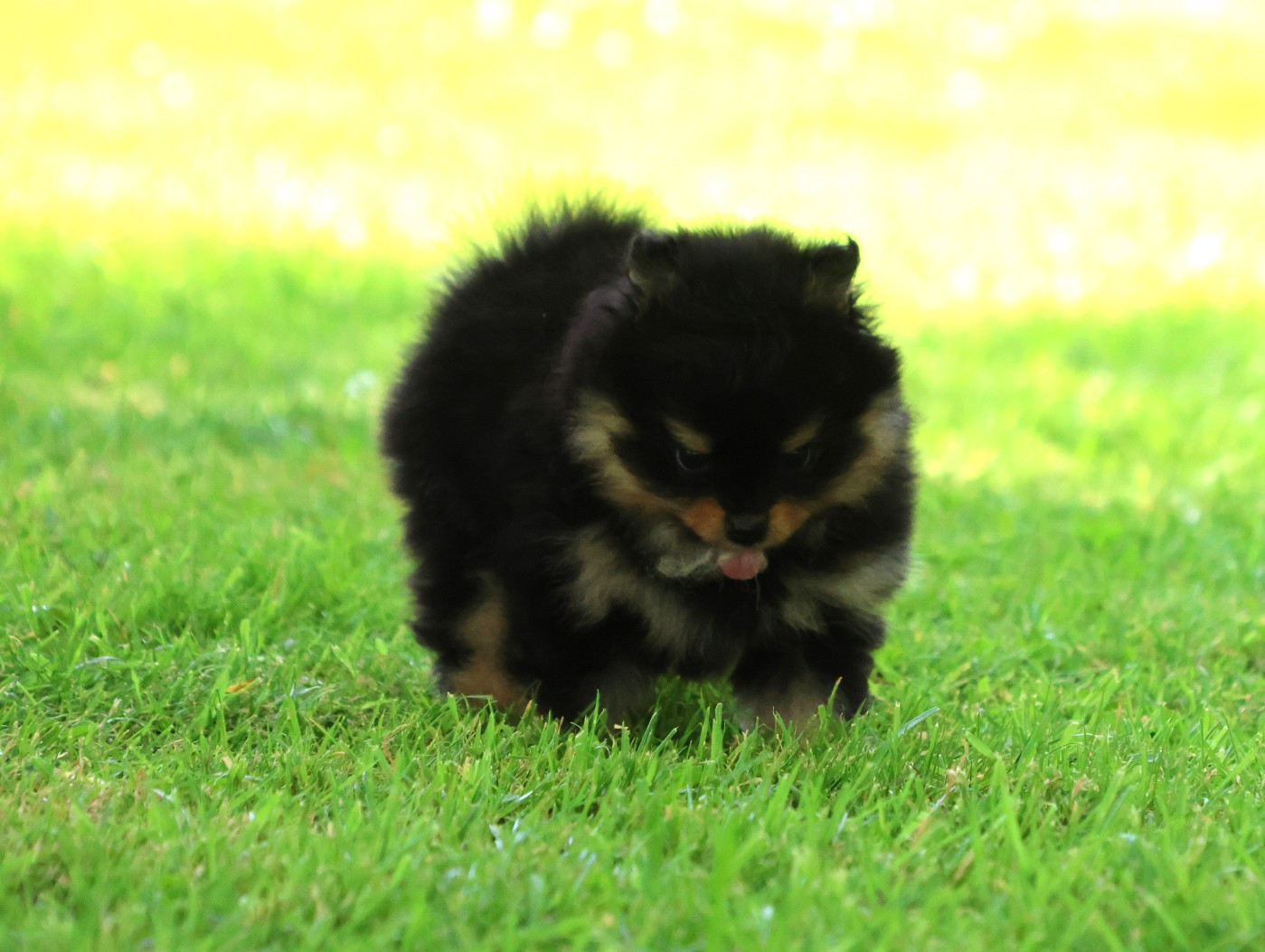 des Gardiens d'Hadès - Chiots disponibles - Spitz allemand