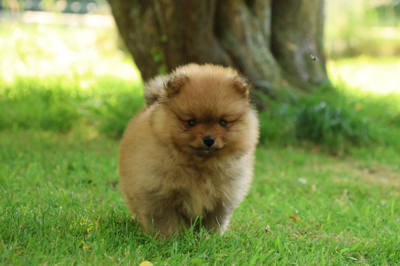 des Gardiens d'Hadès - Chiots disponibles - Spitz allemand