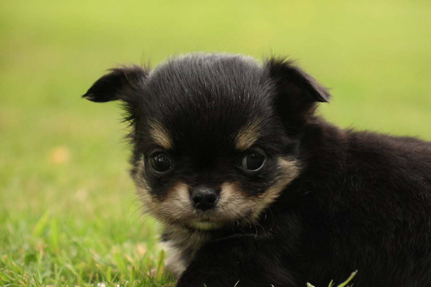 des Gardiens d'Hadès - Chiots disponibles - Chihuahua