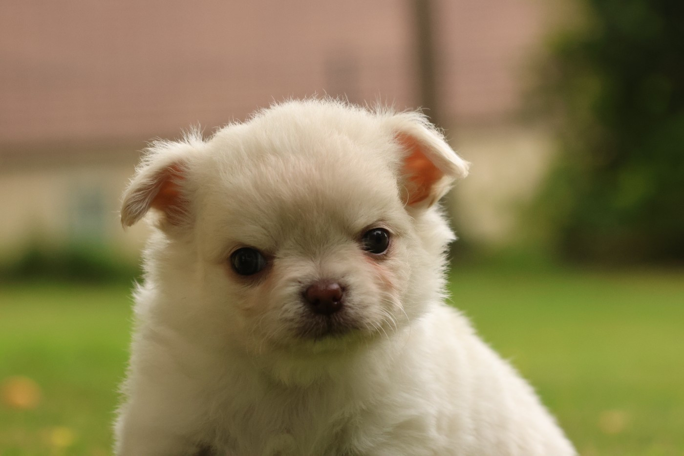 des Gardiens d'Hadès - Chiots disponibles - Chihuahua