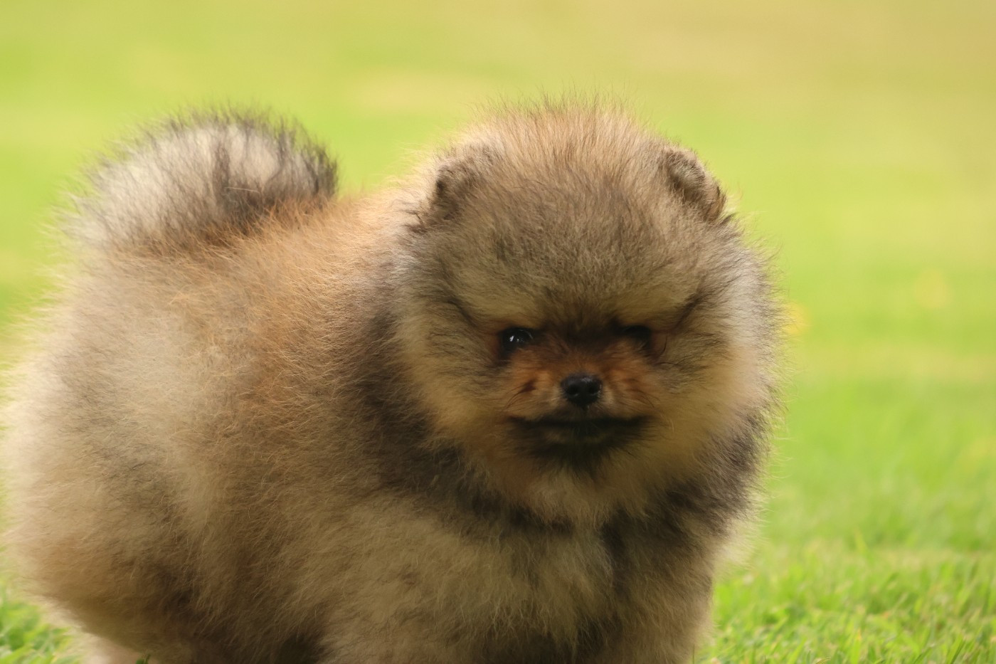 des Gardiens d'Hadès - Chiots disponibles - Spitz allemand
