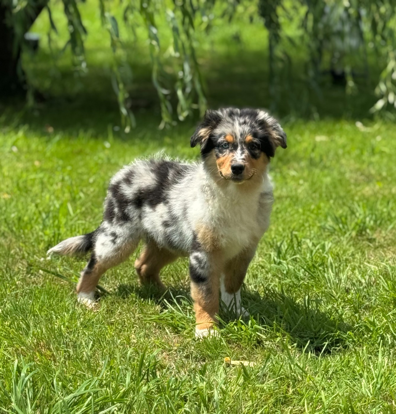 des Gardiens d'Hadès - Chiots disponibles - Berger Australien