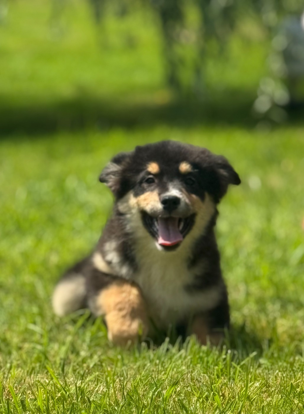 des Gardiens d'Hadès - Chiots disponibles - Berger Australien