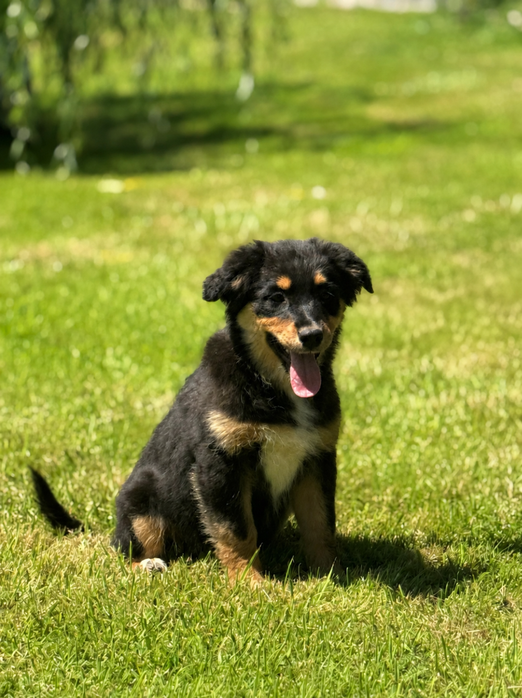 des Gardiens d'Hadès - Chiots disponibles - Berger Australien