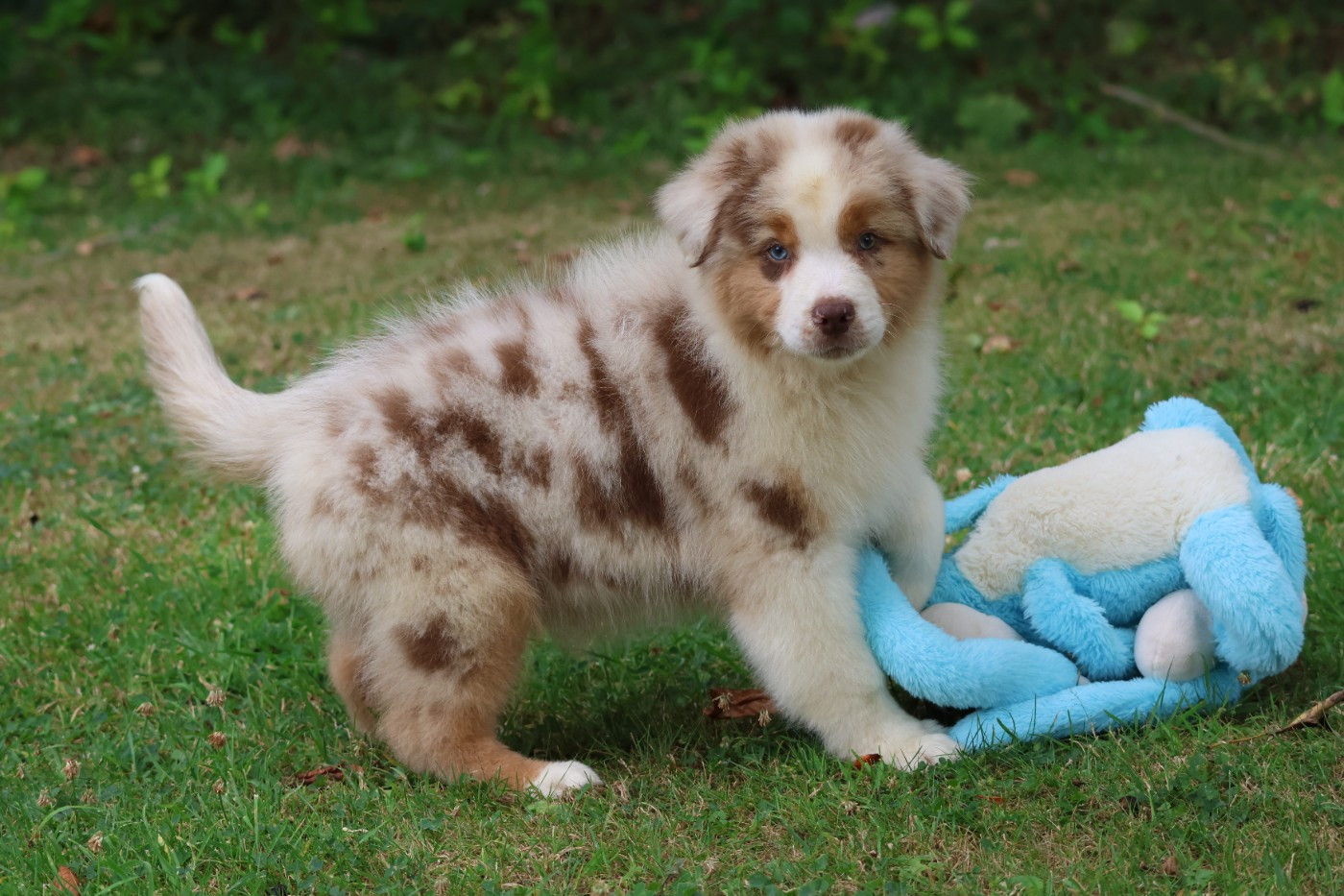 des Gardiens d'Hadès - Chiots disponibles - Berger Australien