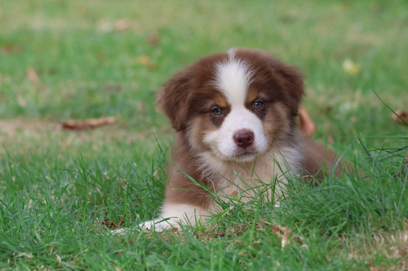 des Gardiens d'Hadès - Chiots disponibles - Berger Australien