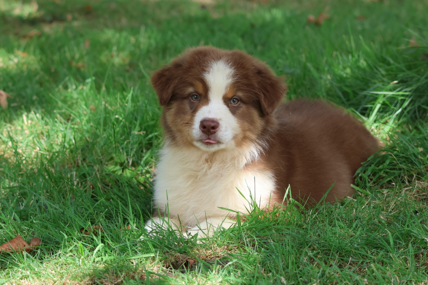 des Gardiens d'Hadès - Chiots disponibles - Berger Australien