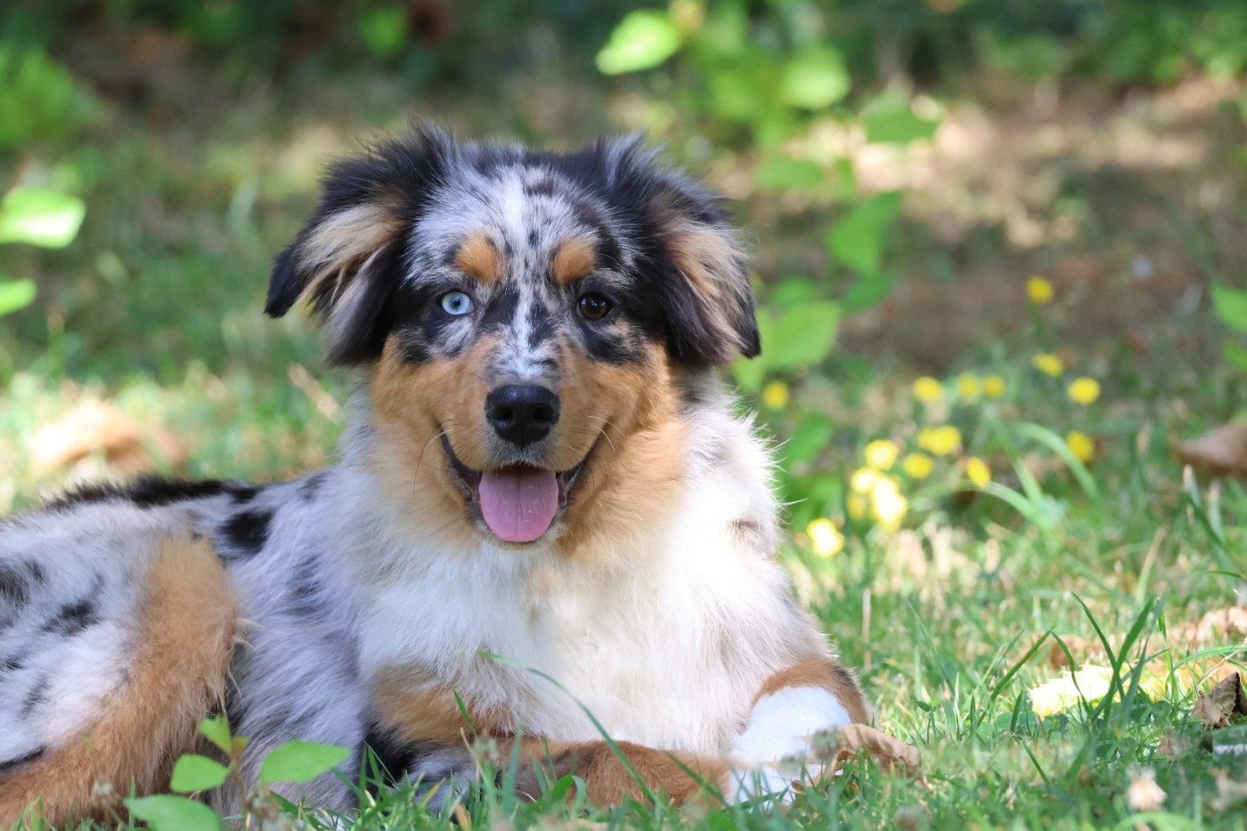 des Gardiens d'Hadès - Chiots disponibles - Berger Australien