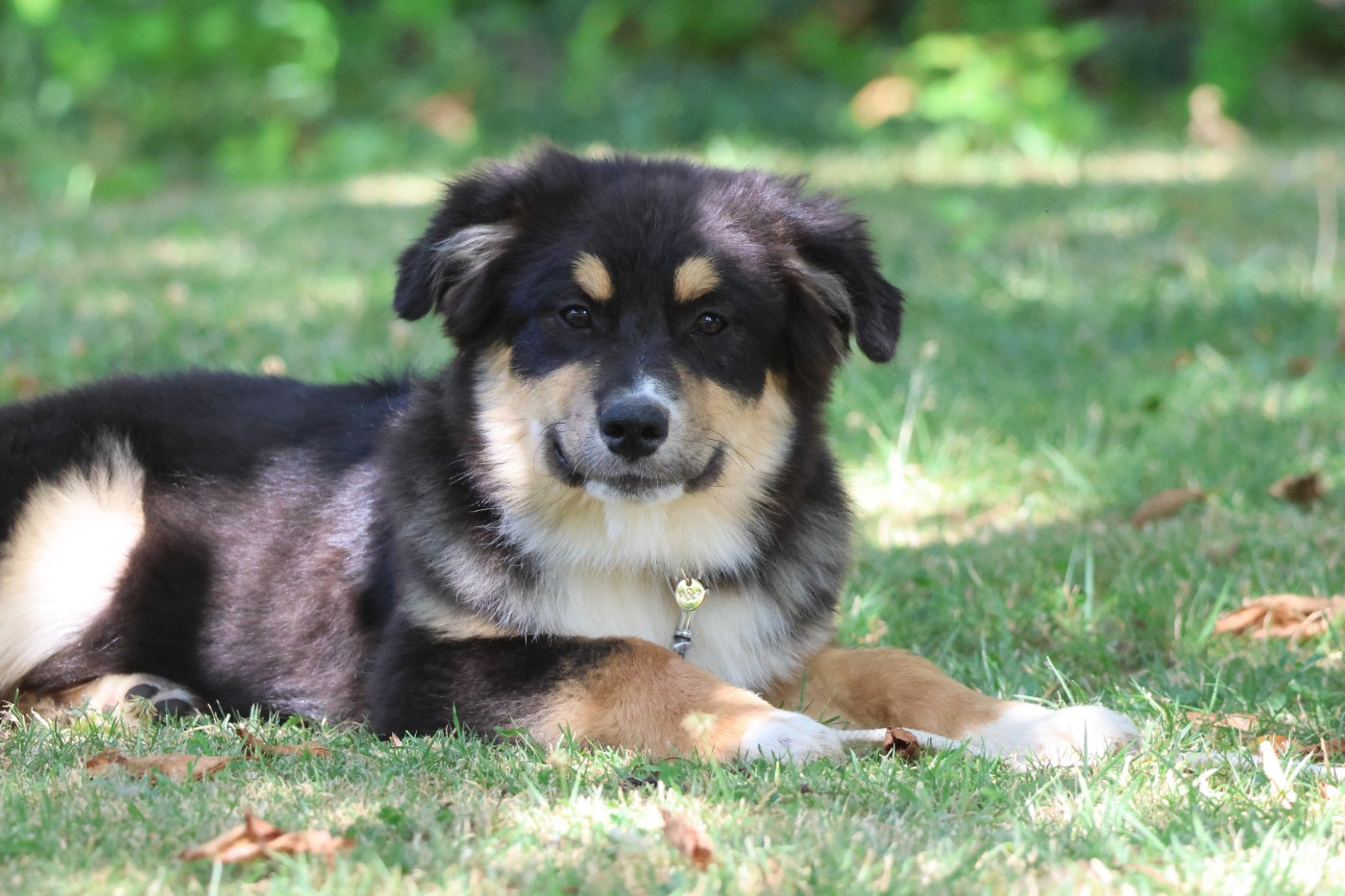 des Gardiens d'Hadès - Chiots disponibles - Berger Australien