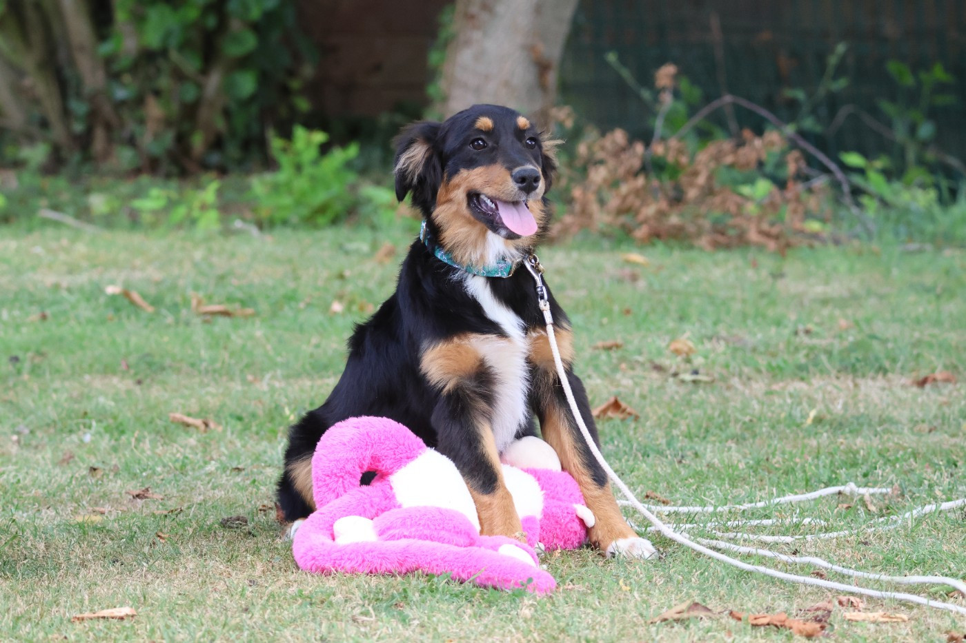 des Gardiens d'Hadès - Chiots disponibles - Berger Australien