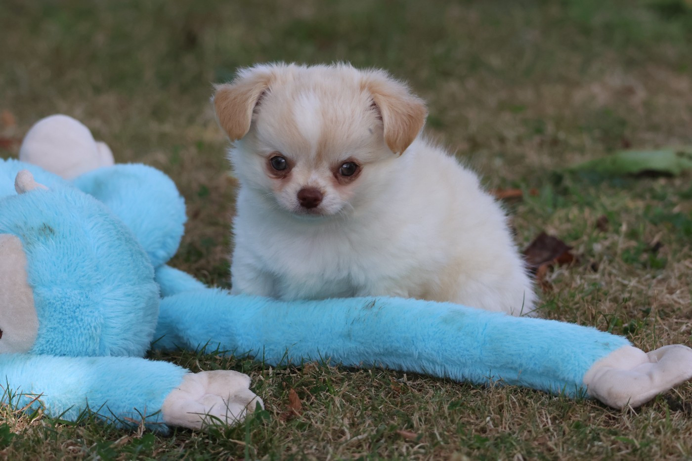des Gardiens d'Hadès - Chiots disponibles - Chihuahua