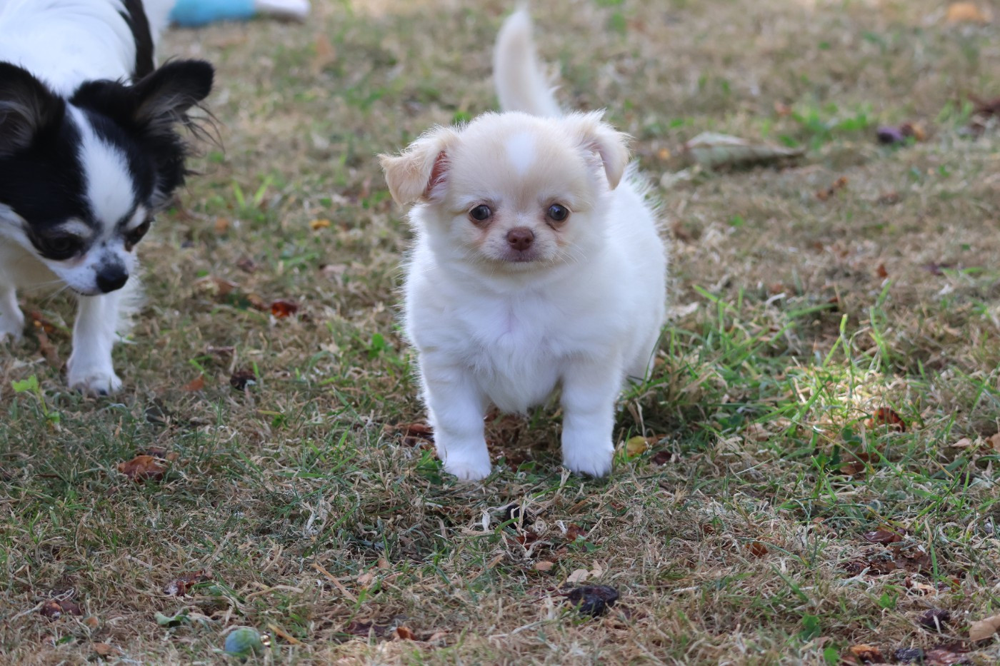 des Gardiens d'Hadès - Chiots disponibles - Chihuahua