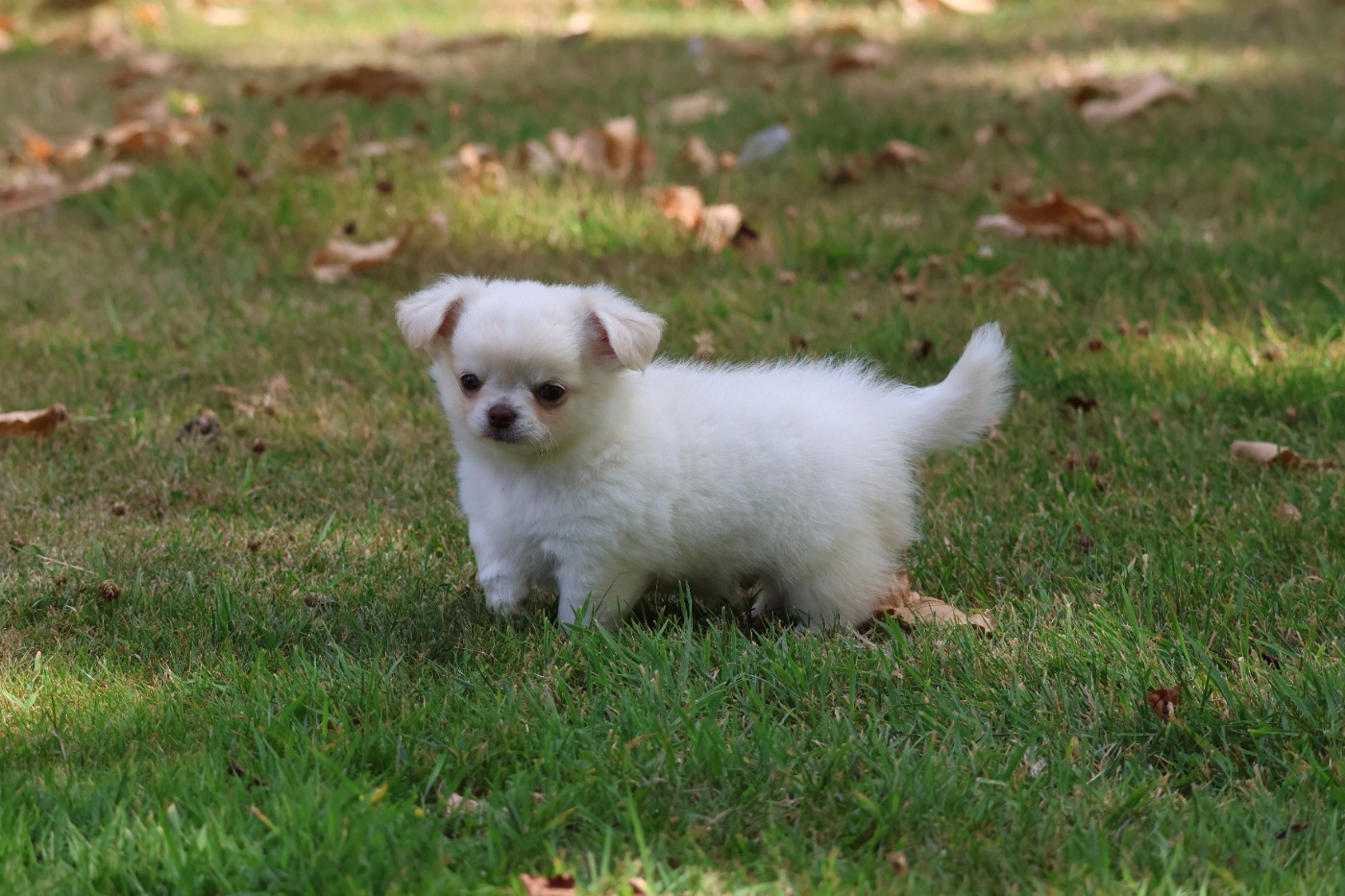 des Gardiens d'Hadès - Chiots disponibles - Chihuahua