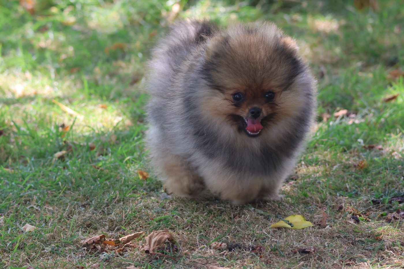 des Gardiens d'Hadès - Chiots disponibles - Spitz allemand