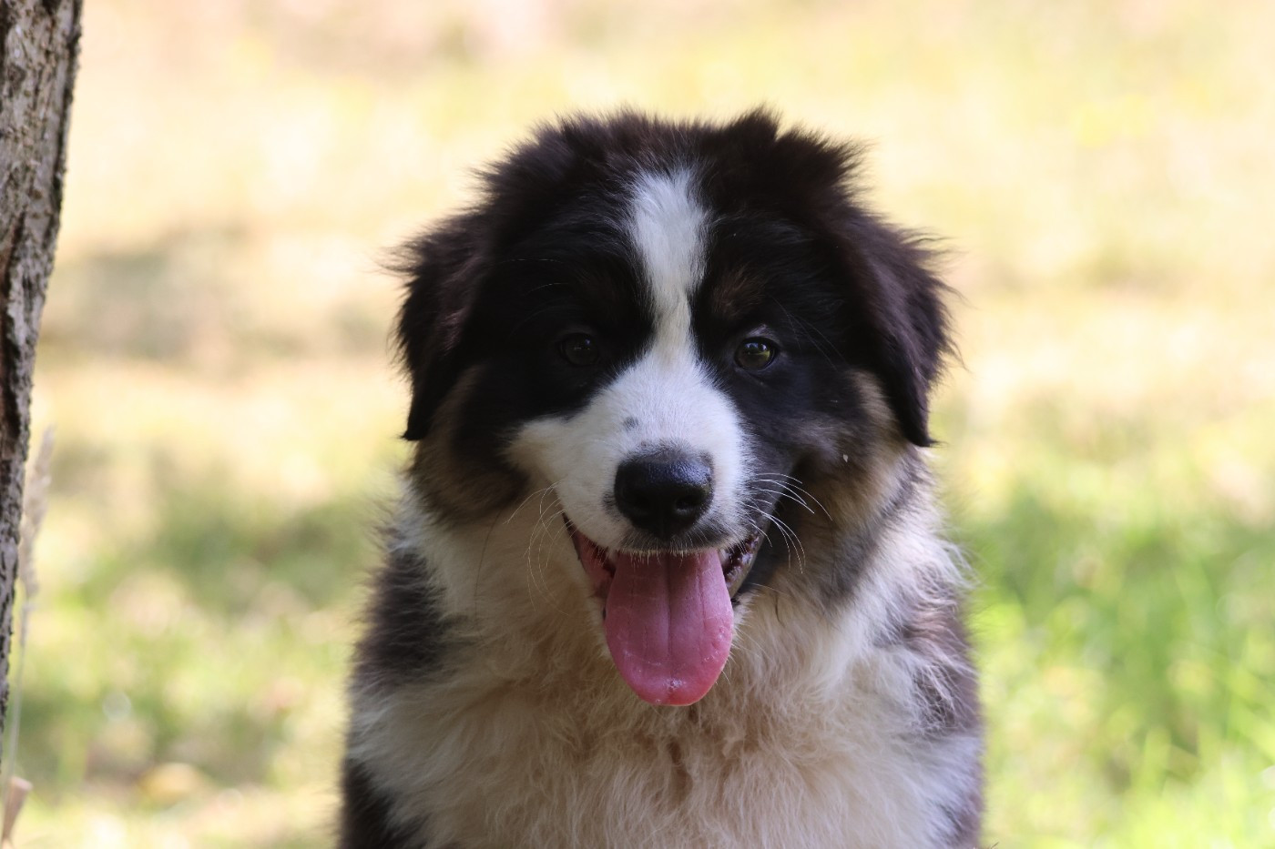 des Gardiens d'Hadès - Chiots disponibles - Berger Australien