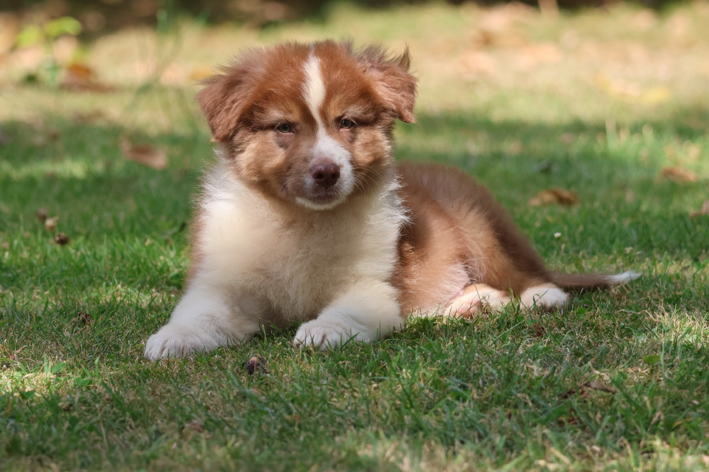 des Gardiens d'Hadès - Chiots disponibles - Berger Australien
