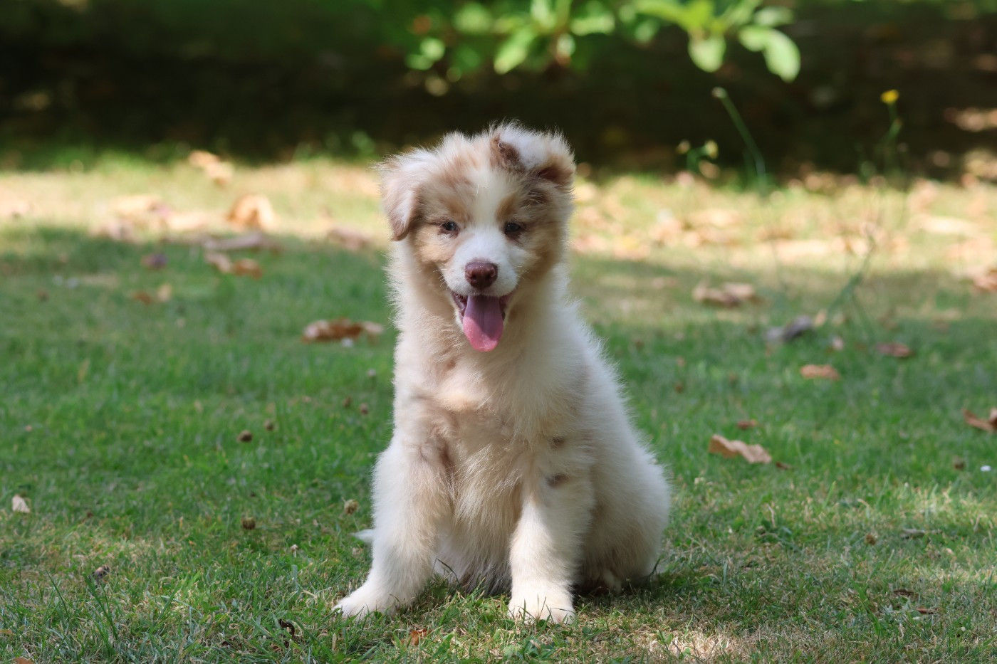 des Gardiens d'Hadès - Chiots disponibles - Berger Australien