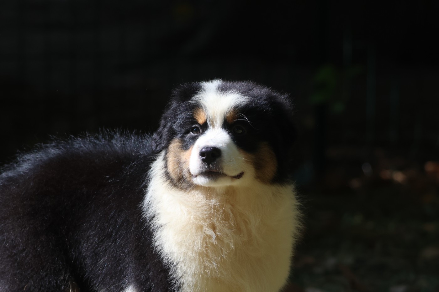 des Gardiens d'Hadès - Chiots disponibles - Berger Australien
